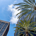 Upward look at buildings surrounded by palm trees