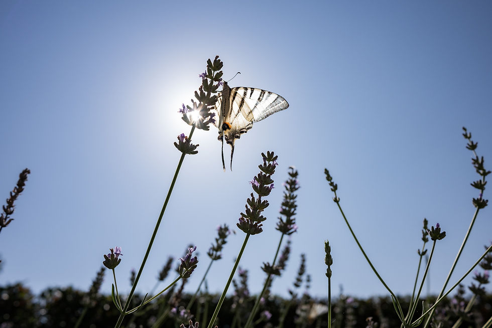 Bruiloft Radda in Chianti Toscane