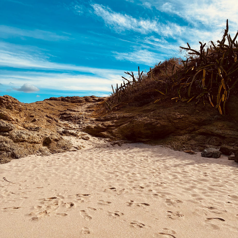 image d'un sentier bordé de cactus
