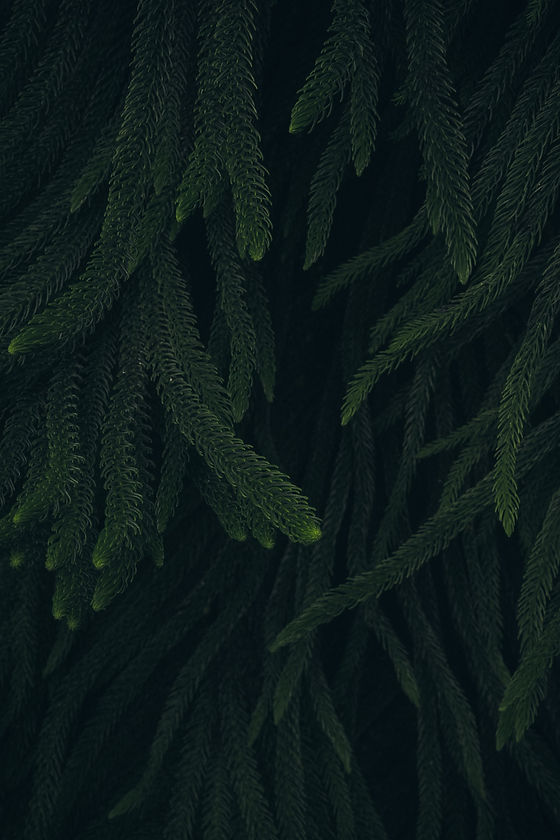 thom-milkovic-0j4wESlUrso-unsplash.jpg