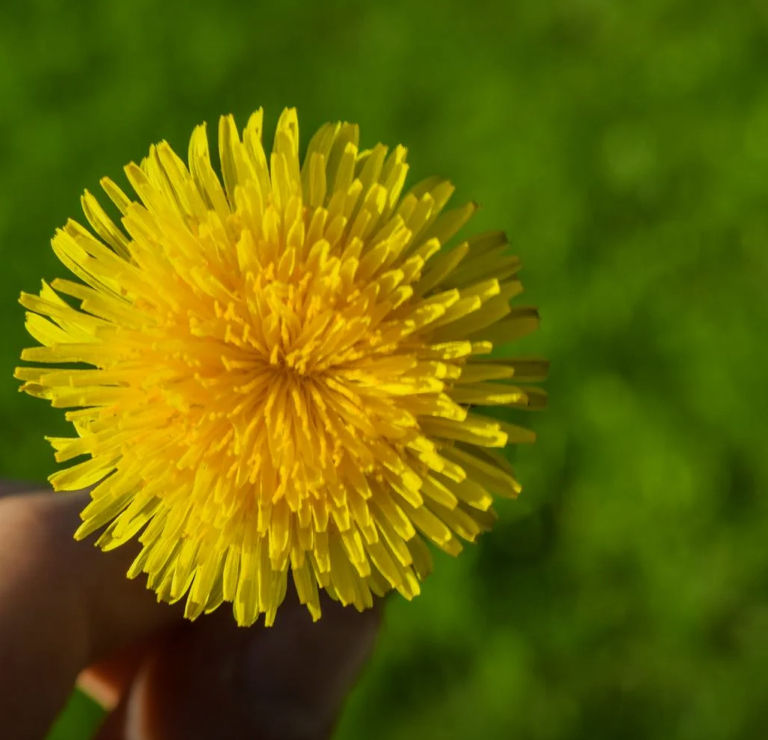 Dandelion flower freshly picked
