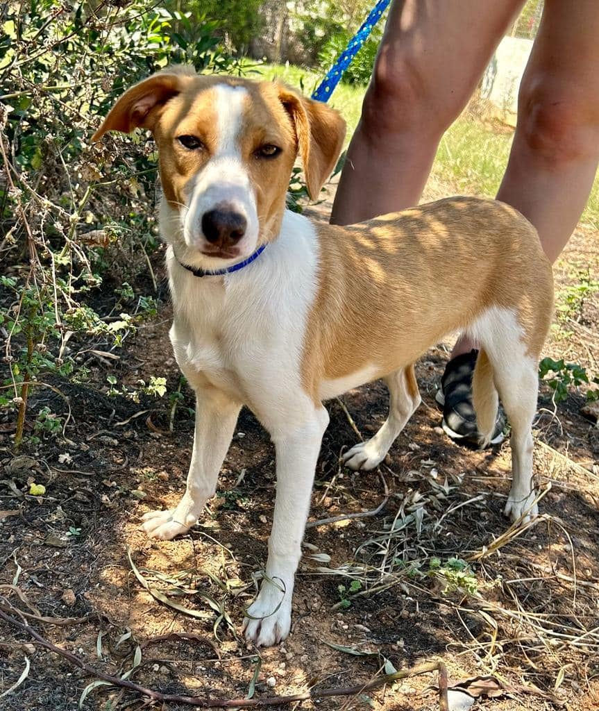 Sterre, reserved for adoption