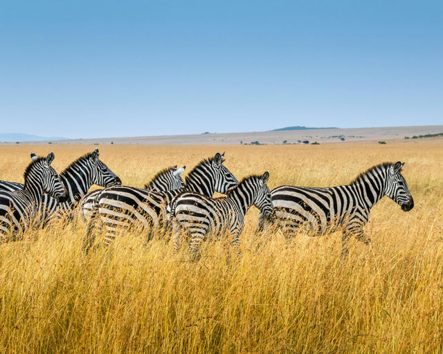 A herd of running zebras.