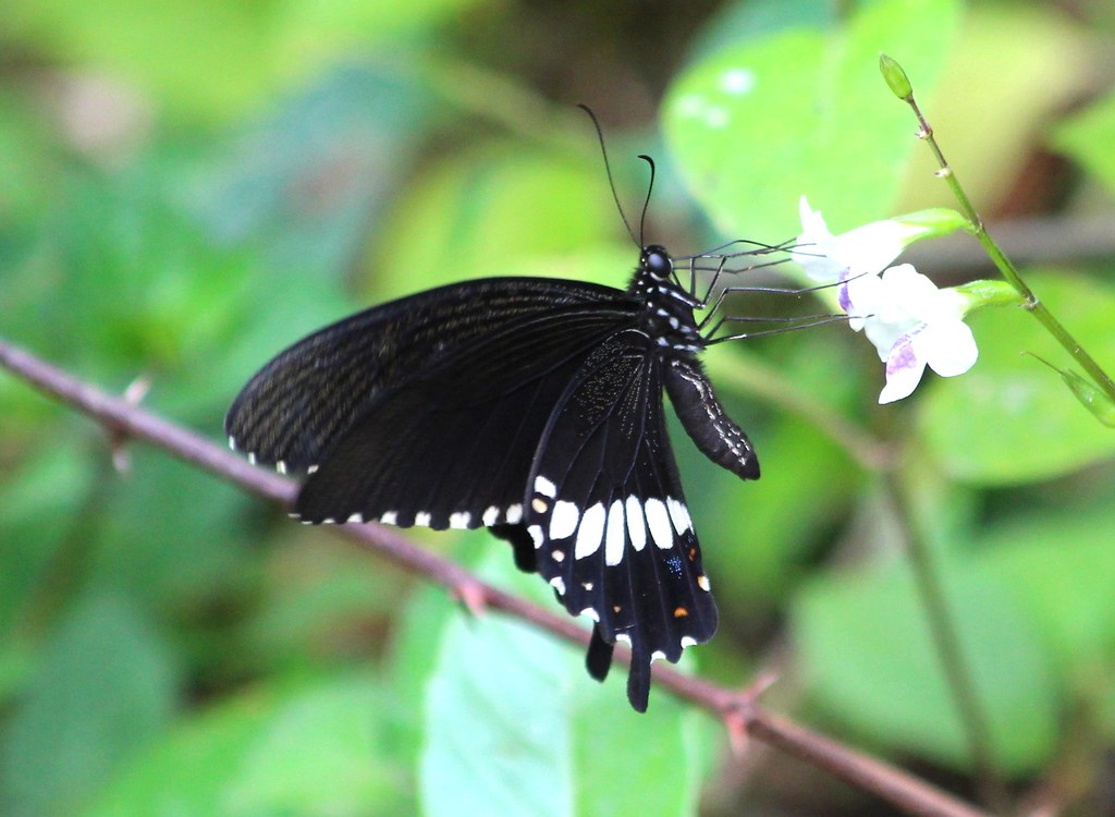 Koh Samui — photo 20