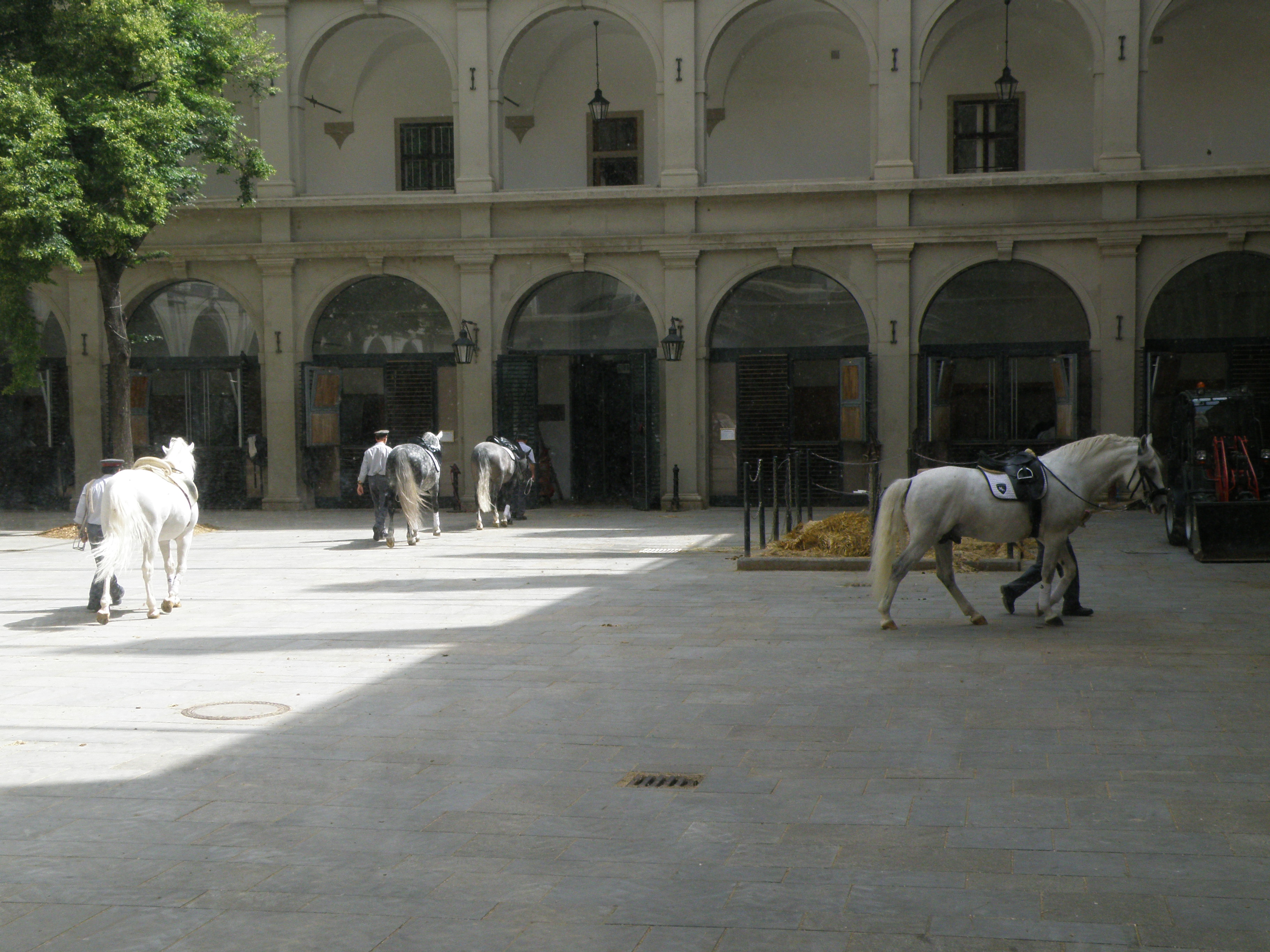 Lipizzaner horses at the Spanish Riding School, Vienna