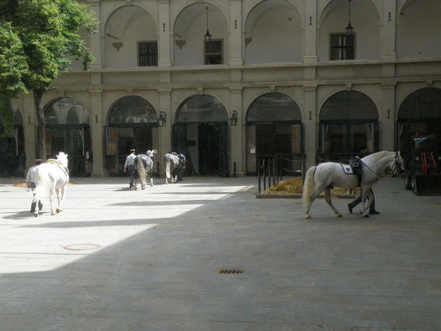 Lipizzaner horses at the Spanish Riding School, Vienna