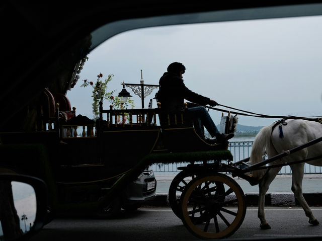 Silhouetted person drives horse-drawn carriage with white horse.