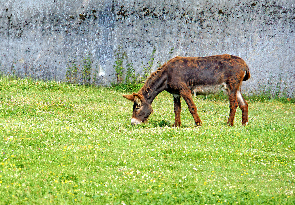 Loire Valley — photo 17