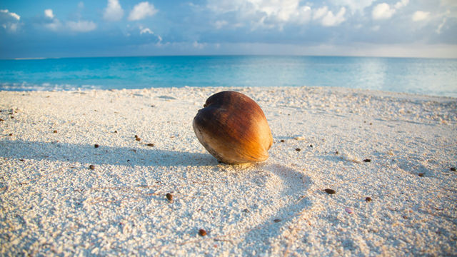 you should not try to open and eat this one. It is on the remote lagoon side beach of the Bikini Atoll the inglorios place where Castle Bravo happened. Today it is really not easy to get there and you