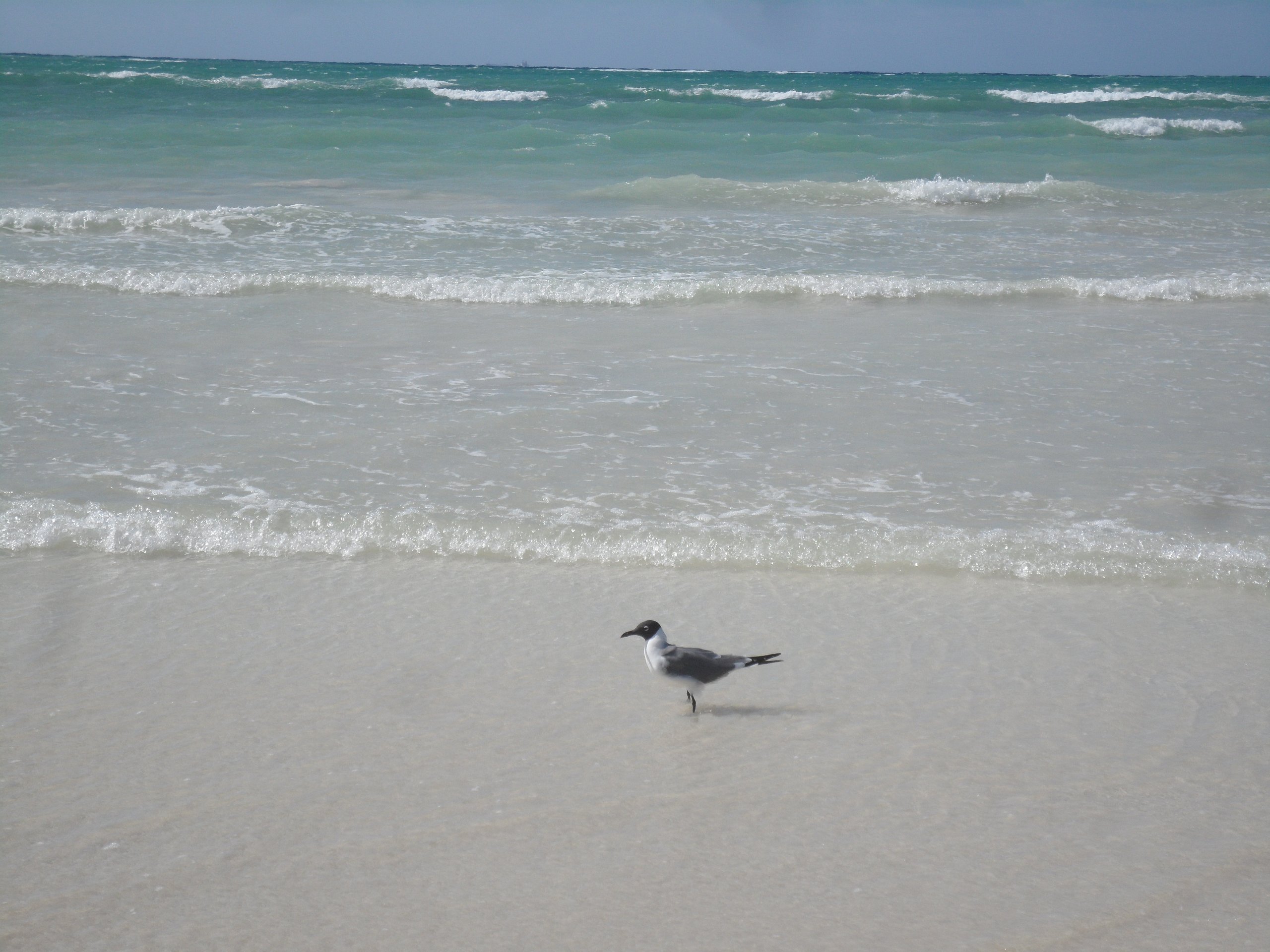 Grand Bahama, The Bahamas