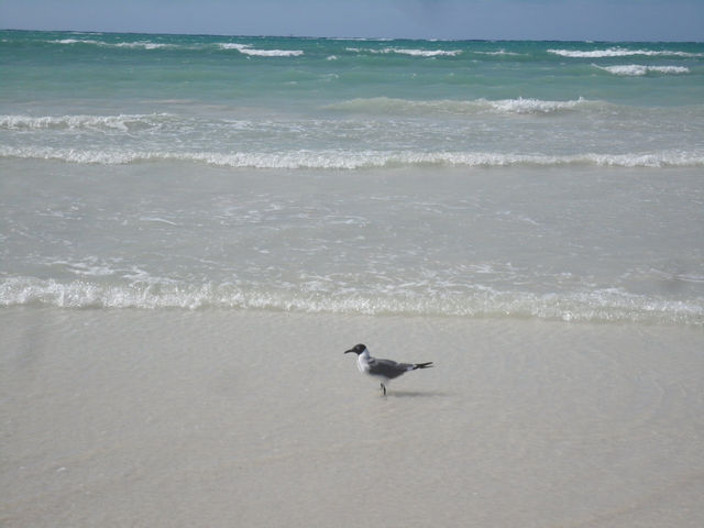 Grand Bahama, The Bahamas