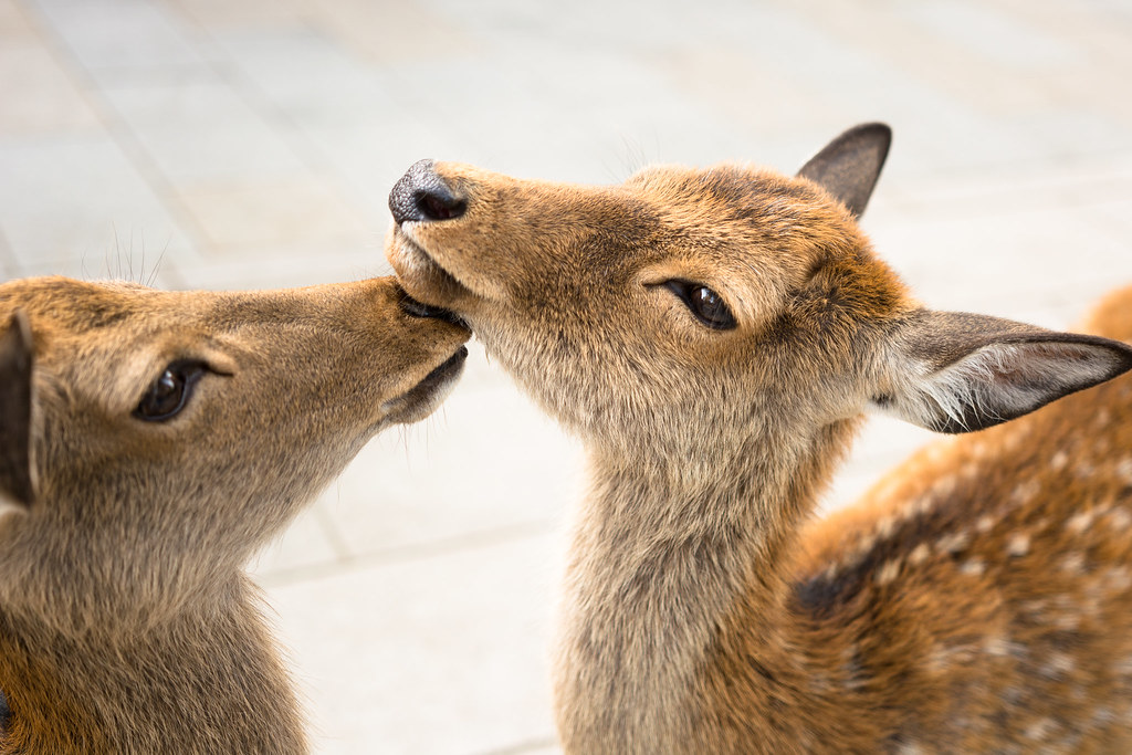 Nara — photo 16