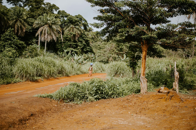 pathway near trees