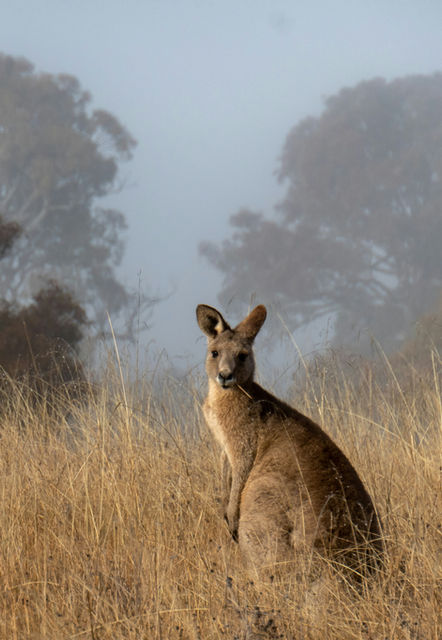 brown kangaroo on brown grass field