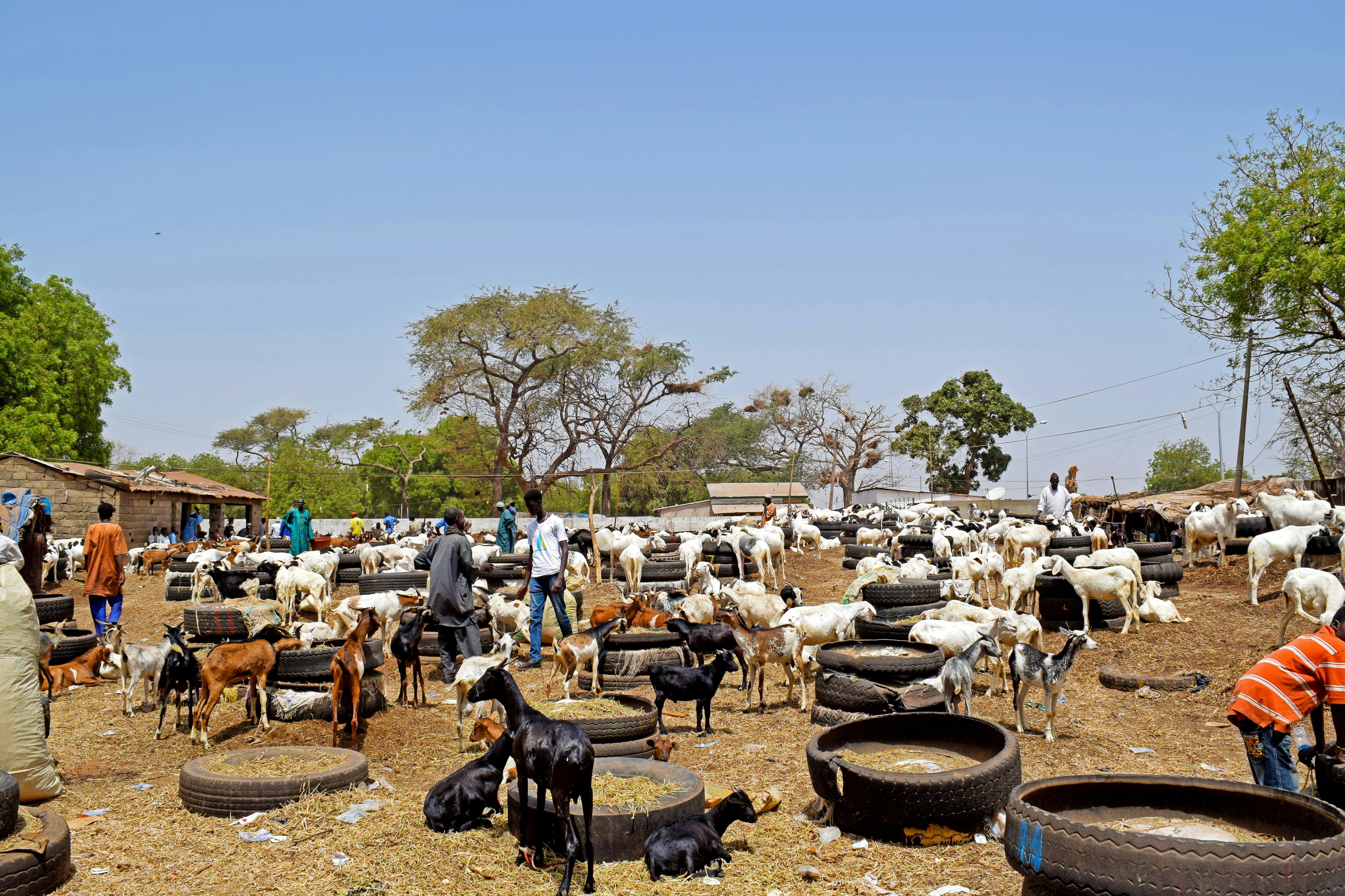 Gambia — image 4