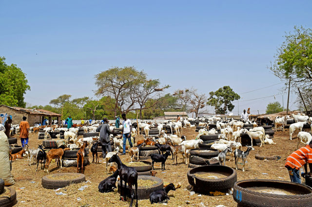A group of people standing around a herd of animals