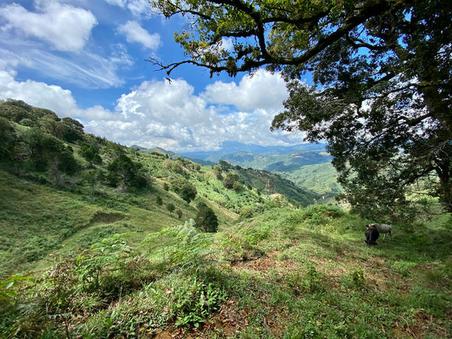green grass field and green trees under blue sky during daytime