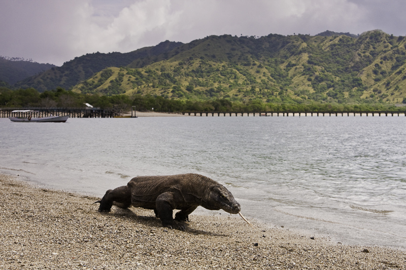 Komodo — photo 5