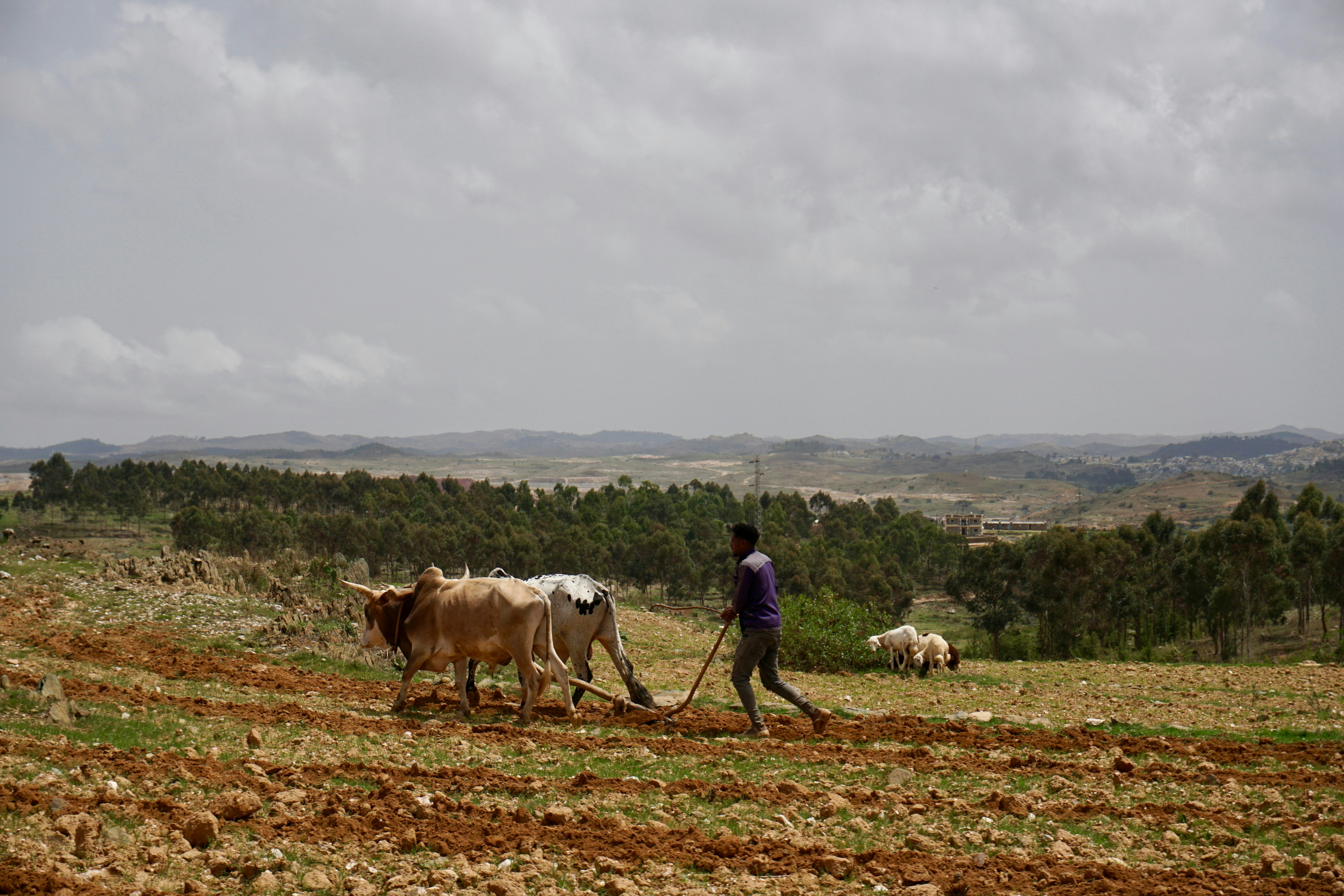 Eritrea — image 2