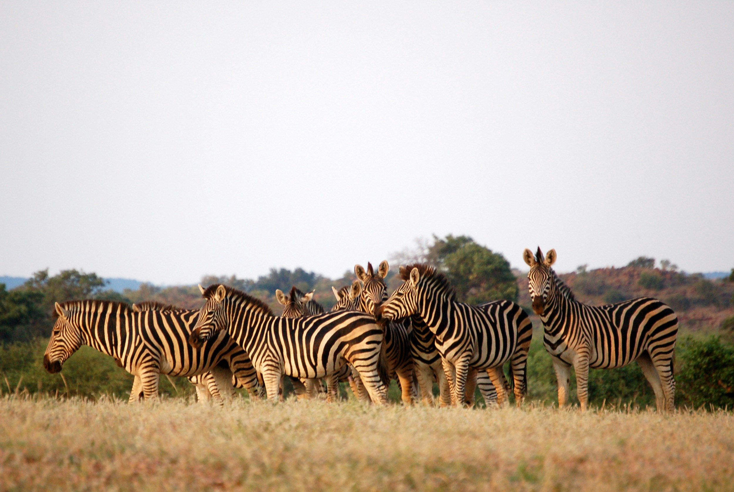 Botswana — image 3