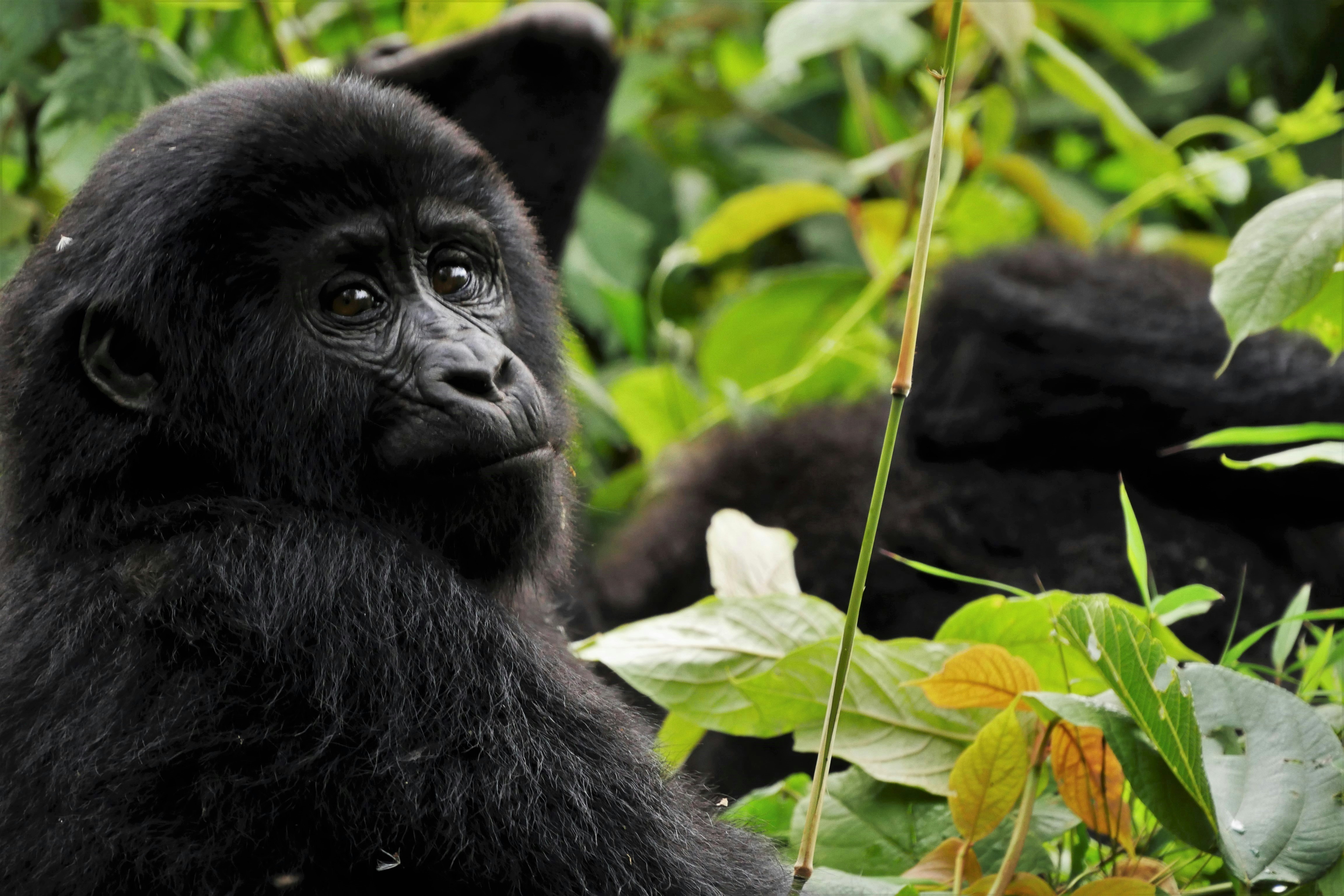 Uganda — image 2
