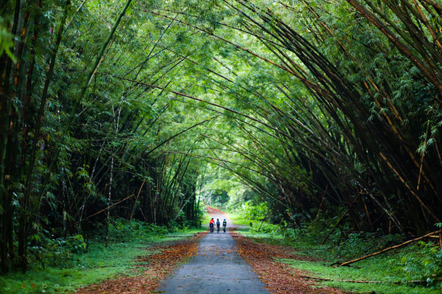 The bamboo cathedral is a whimsical palace of overhanging bamboos, where nature and human influences find the perfect balance. Here, the Red Howler Monkeys can be seen swinging through the branches, w