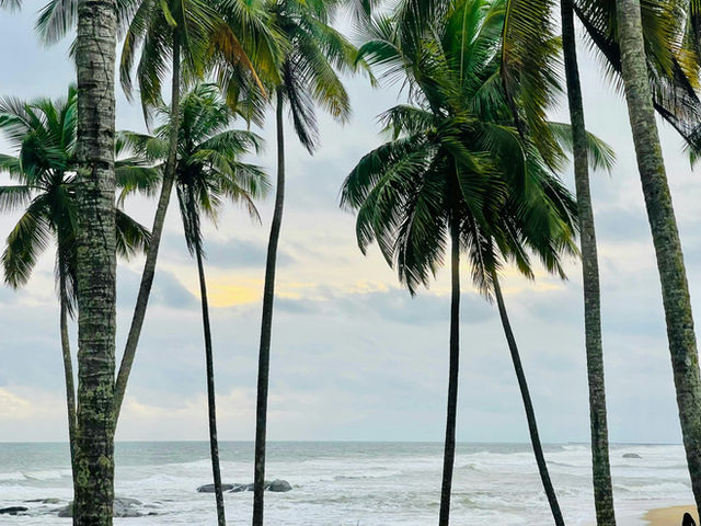 A serene coastal scene featuring tall palm trees swaying gently by the beach, with the calm ocean waves in the background. The sunset sky from Sunset Beach casts a soft light, creating a tranquil and