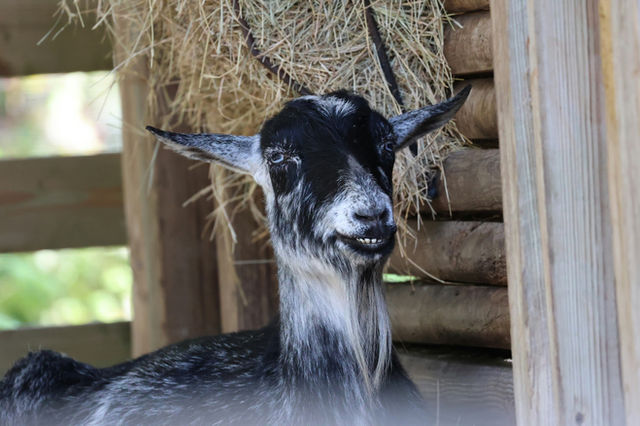 Chad goat.