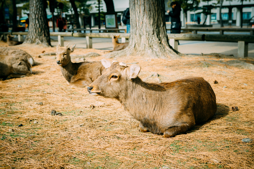 Nara — photo 14