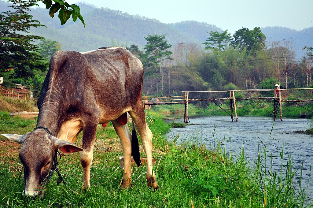 Pai — photo 14