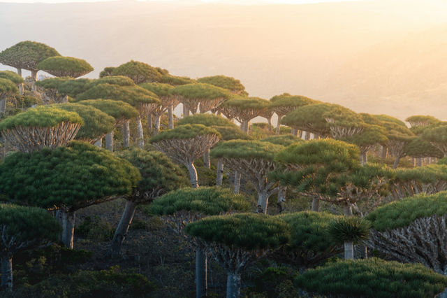 The Dragon Blood Trees can only be found on Socotra island. They form surreal landscapes and make you feel like in the time of dinosaurs.