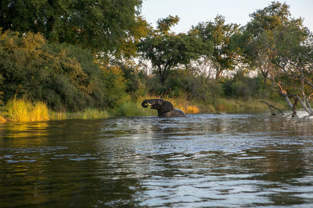 On a gorgeous sunset river cruise, while shooting a production for work, we spotted a family of elephants bathing in the Zambezi River. Having grown up going on safari often, I had never before seen a