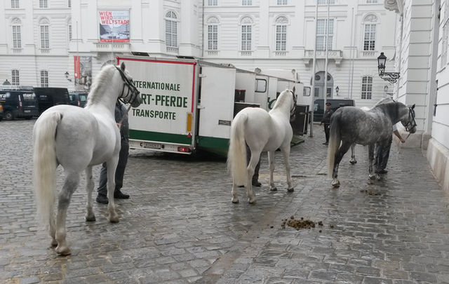 Spanish Riding School Winter Hall, Vienna