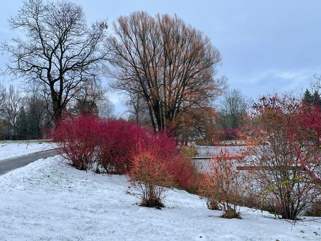 Winter landscape. National botanical garden Latvia, Salaspils