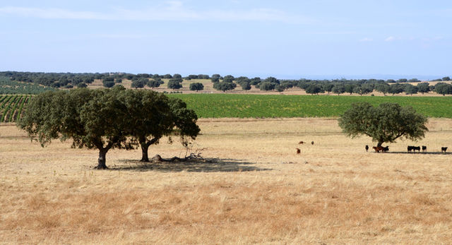 Country sight near Elvas, Portugal