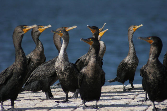 A group of dark grey birds with orange faces standing on a dock