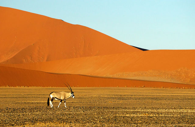 On the drive from the Namib-Naukluft Reserve entrance to Deadvlei we encountered this lone Oryx (Oryx gazella) trudging across the barren landscape.