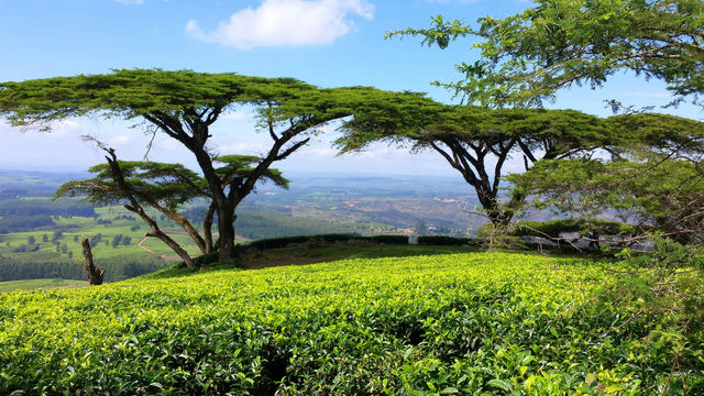 Acacia abyssinica (flat top) trees in Malawi, Africa taken by Craig Manners 2017 craigmanners.com