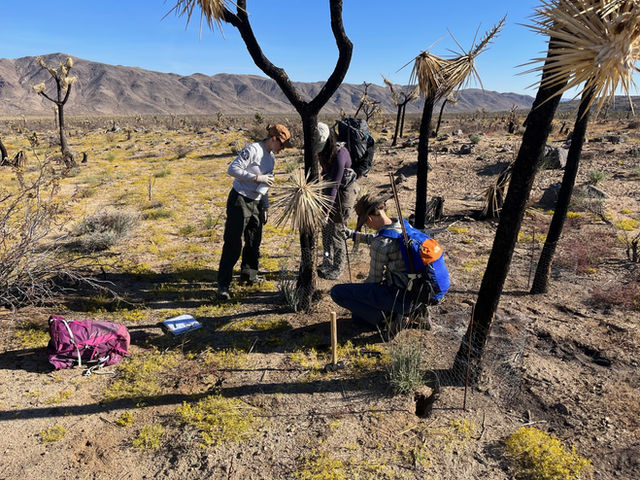 Three individuals surround a severely burned Joshua tree surrounded by wire mesh.