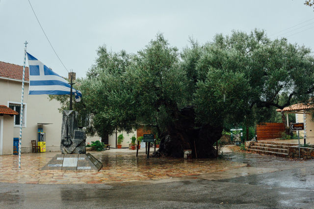 An ancient olive tree stands beside a Greek flag in a village square on a rainy day in Zakynthos, Greece.