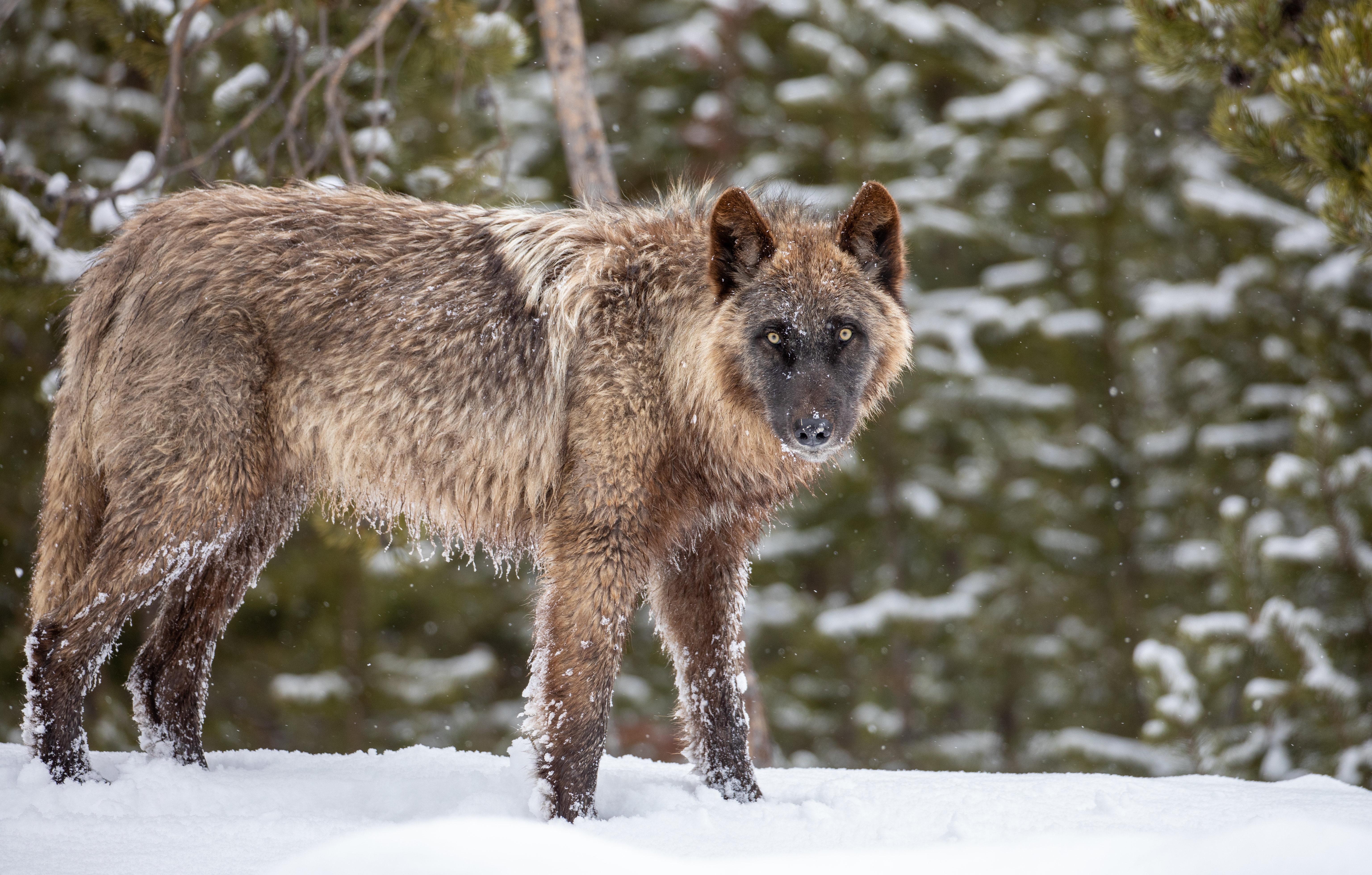 A dark wolf stands in the snow and looks towards the viewer.