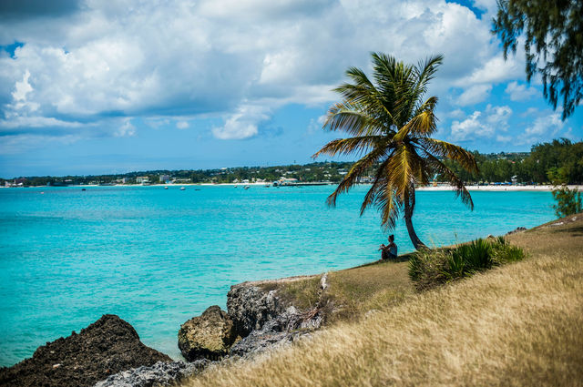 a palm tree sitting on the edge of a cliff next to the ocean