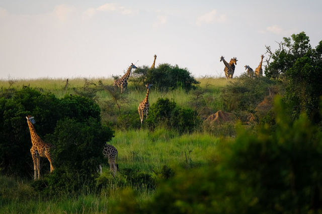 A group of giraffes grazing in the lush grassland of Uganda's savanna, showcasing natural wildlife beauty.