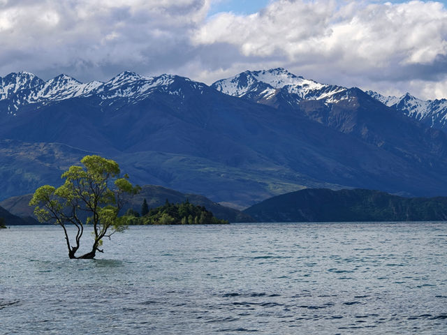 Lone tree stands in calm lake with snowy mountains.