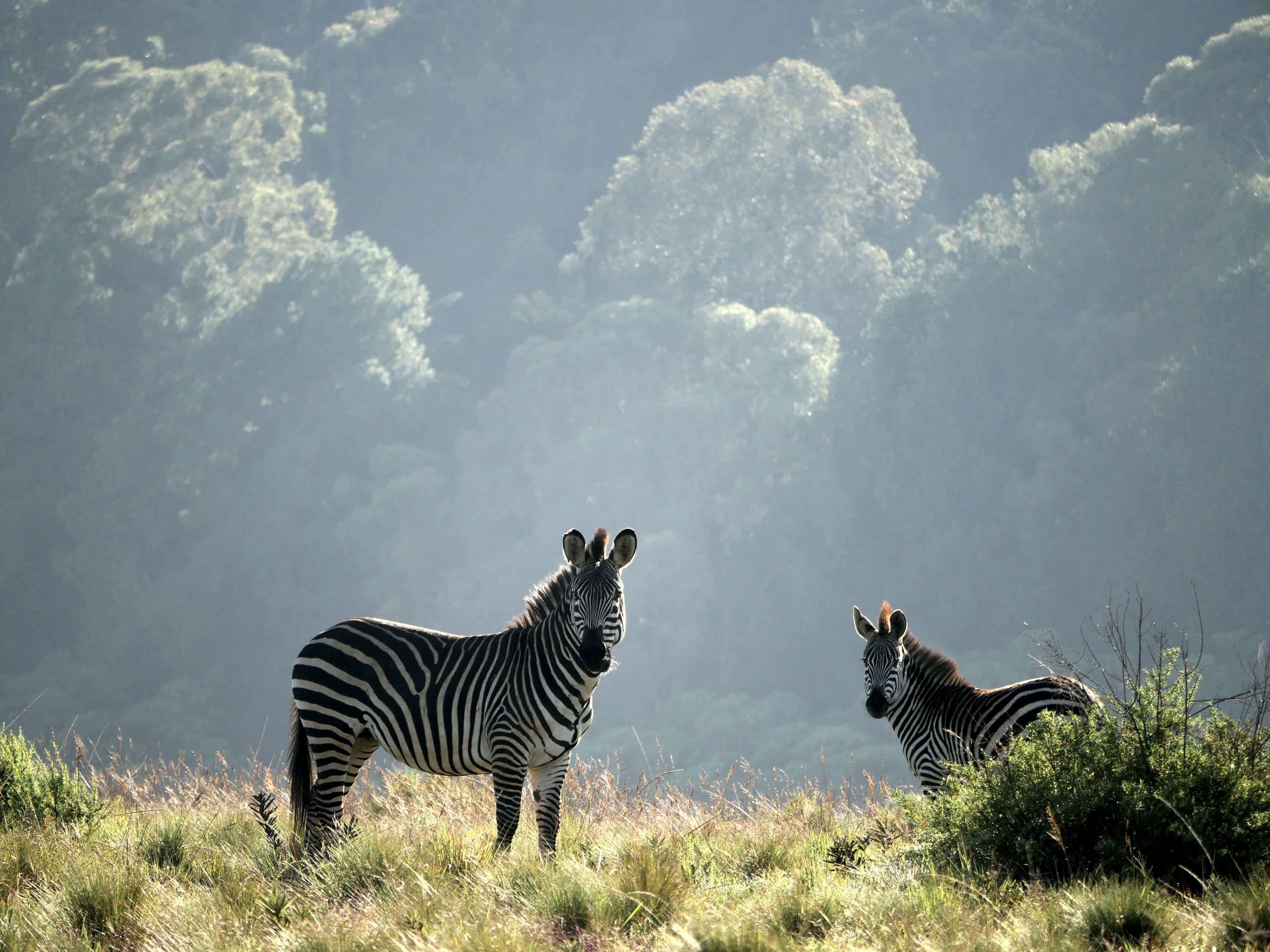 Malawi — image 3