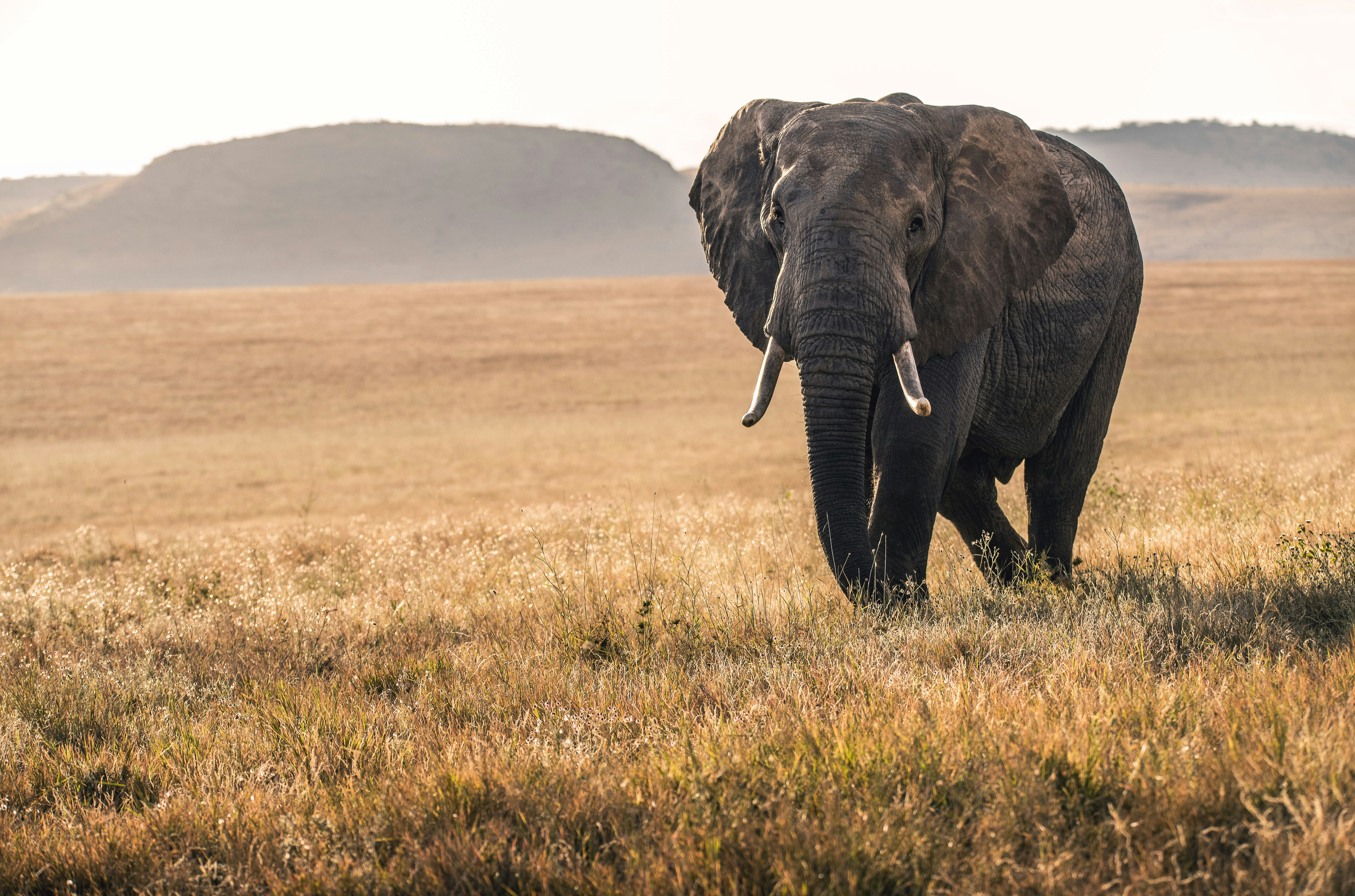 Kenya — image 5