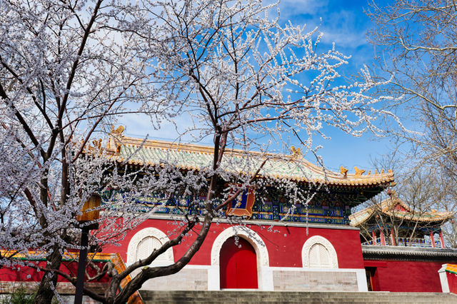 Majestic Red Building in the Behai Park West Surrounded by Blooming Cherry Blossom Trees on a Sunny Day - A stunning red structure stands prominently against a backdrop of vibrant blue skies, adorned
