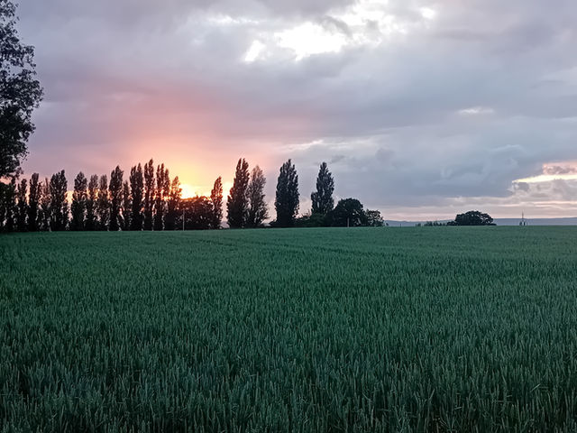 Late evening sunset over a wheat field in the Gloucestershire Cotswolds, the sun is partly covered by trees in the distance and the sky is mostly overcast