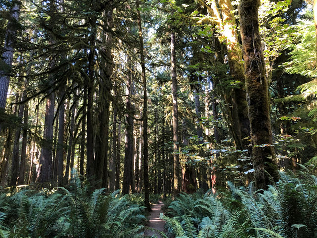 A trail leads through an old growth forest surrounded by ferns.