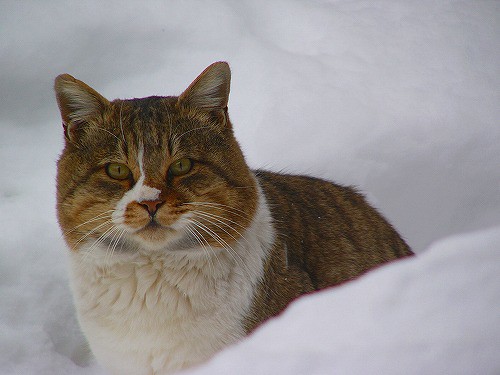 Hokkaido — photo 8